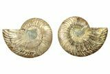 Cut & Polished, Agatized Ammonite Fossil - Crystal Pockets #263291-1